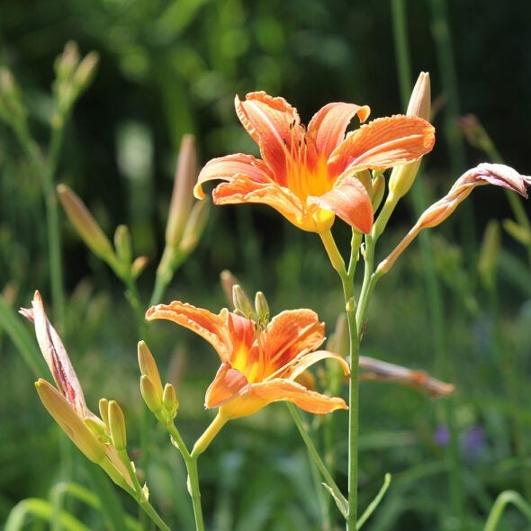 Pretty Bites: Edible Gardens - Belgard